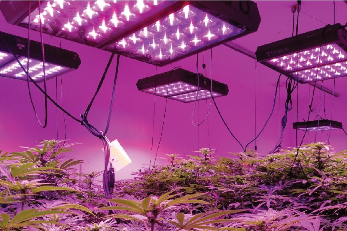 The Legal Planning in Cannabis Cultivation