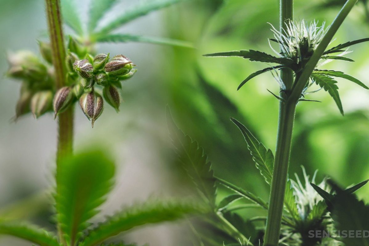 Trellis Netting for Your Cannabis Grow Facility