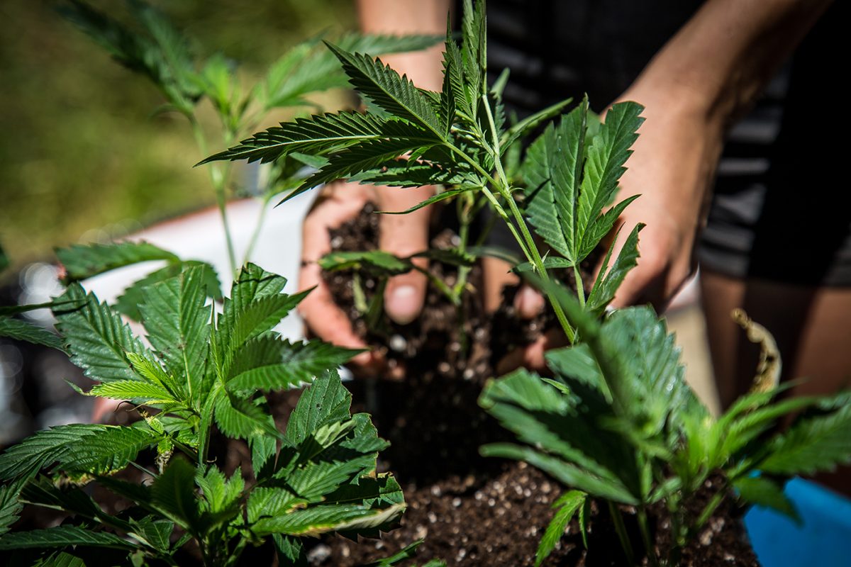 Trellis Netting for Your Cannabis Grow Facility