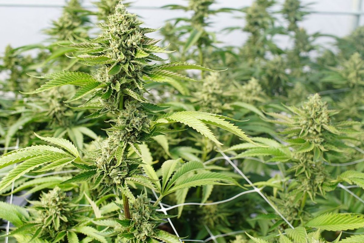 The Surprising Secrets of Cannabis Cultivation