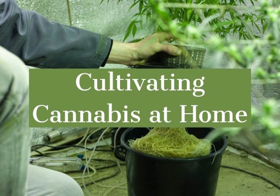 Cultivating Cannabis at Home