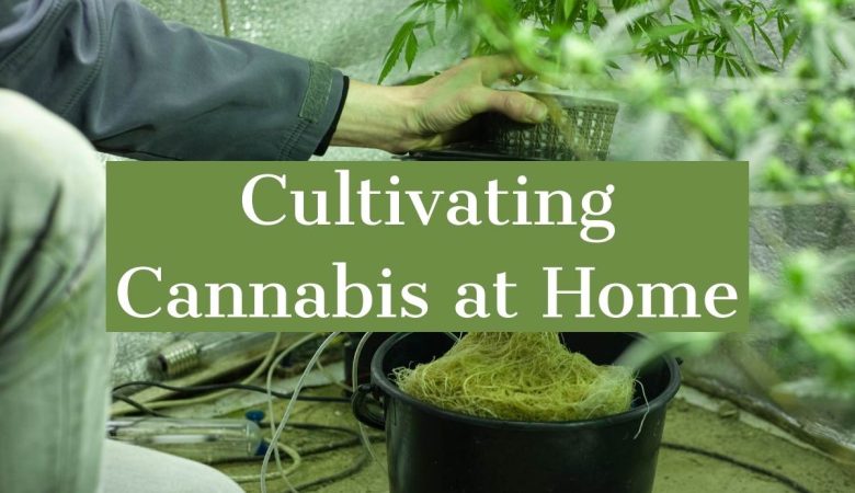 Cultivating Cannabis at Home
