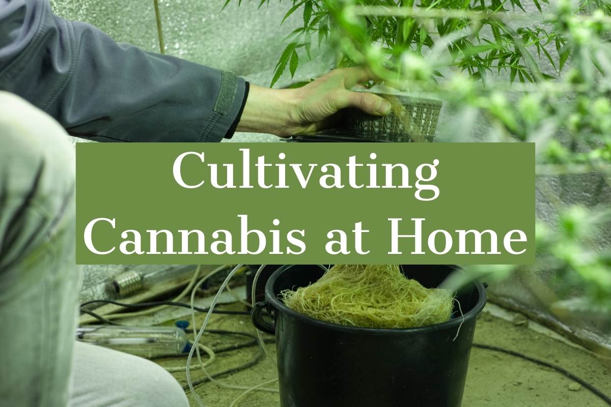 4 Tips For Cultivating Cannabis At Home In A More Effective Way ...