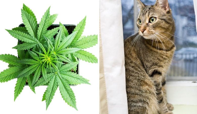 Growing Cannabis Near Pets