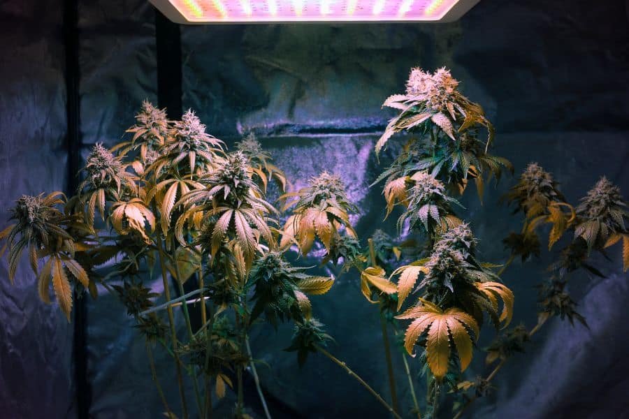 growing cannabis with led lights