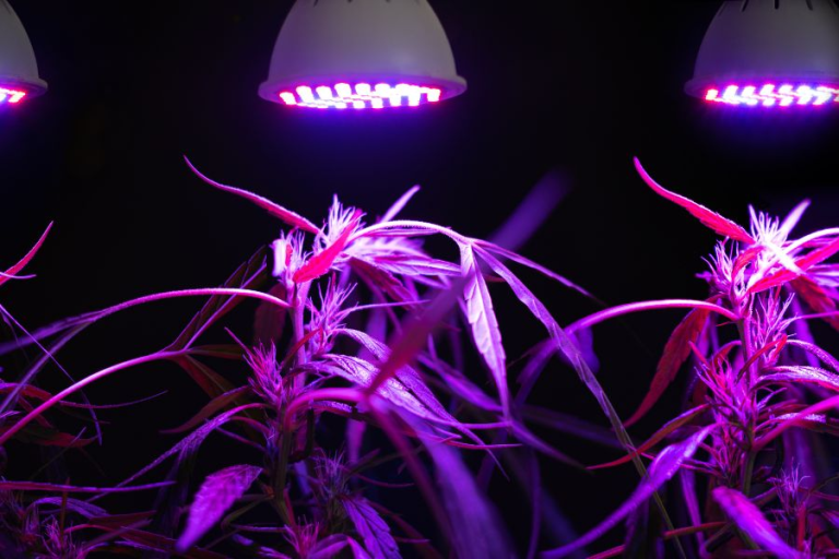 Grow Weed With LEDs Light For Better Or Higher Yields