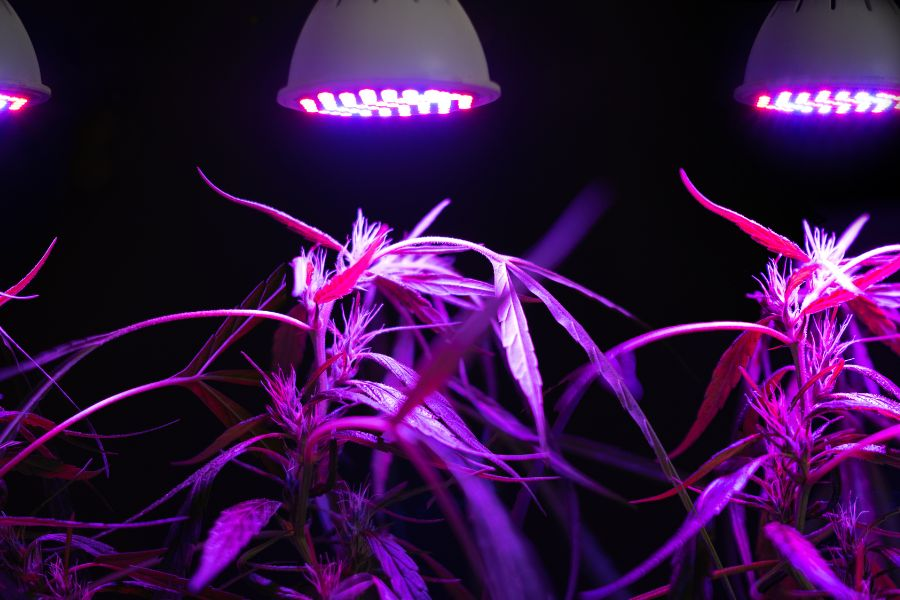 how to grow weed with leds